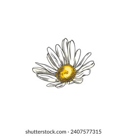 Chamomile wildflower, vector illustration in color sketch style on white background. Hand drawn line art. Outline of wildflower. Decorative engraved style floral, herb and botanical element.