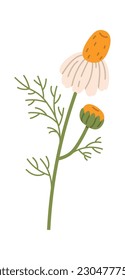 Chamomile Wildflowers With Bud Vector Illustration