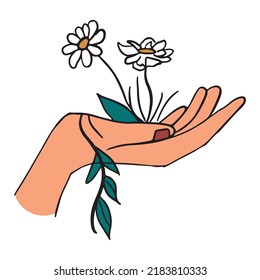 chamomile in woman hand hand drawn vector illustration