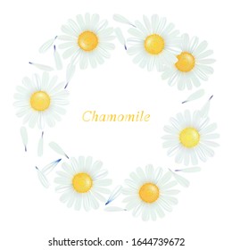 Chamomile. A wreath of medicinal daisies. Beautiful and cute screensaver on the background and wallpaper.