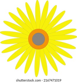 chamomile with yellow petals.  flower vector