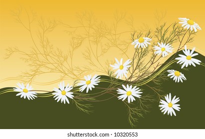 chamomiles