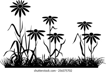 Chamomiles