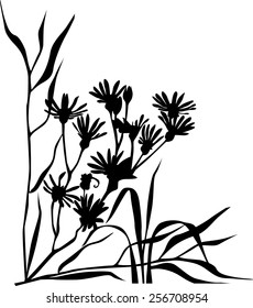 Chamomiles