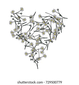 Chamomiles background. Spring or summer pattern. Vector drawn daisy flowers falling down or lying. Camomile field flowers, floral border or frame. Romantic background, natural cosmetics design element