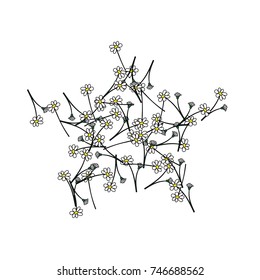 Chamomiles background. Spring or summer pattern. Vector drawn daisy flowers falling down or lying. Camomile field flowers, floral border or frame. Romantic background, natural cosmetics design element
