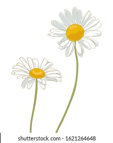 chamomiles drawing on white background. simple daisies illustration
