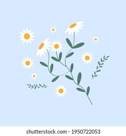 Chamomiles with greens in a bouquet. Vector graphics