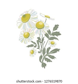 Chamomiles isolated on white background. Daisy flower drawing. Vector hand drawn floral bouquet. Wild botanical garden bloom.