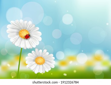 Chamomiles with ladybug on spring blurred background, flower meadow with bokeh, sky and grass out of focus, template for poster, banner, flyer, coupon and postcard.