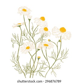 Chamomiles on a white background. Hand-drawn vector illustration.
