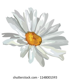 Chamomilla flower. Vector colorful illustration isolated on white background.