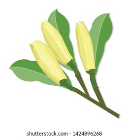 Champa White is a fragrant flower used to create a steering wheel. With large green leaves.