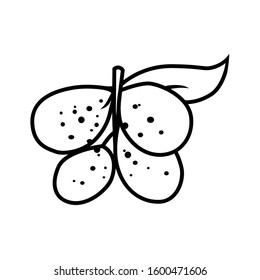 Champaca fruit black and wihte vector for all purpose