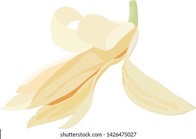 Champaka thai Fragrant flowers on white background.
