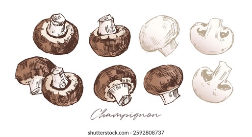 Champignon or button mushrooms sketch drawing, hand drawn vector illustration