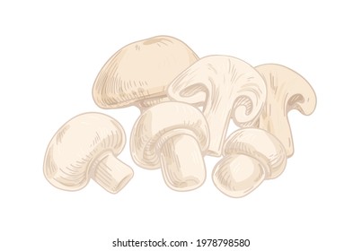 Champignon composition with whole mushrooms and cut pieces of fungus. Slices of fresh edible fungi. Organic natural food. Colored hand-drawn vector illustration isolated on white background