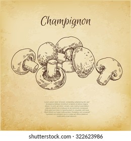 Champignon, engraving vector illustration