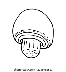 Champignon hand drawn isolated on white background. Single cute mushroom vector illustration. Food illustration.