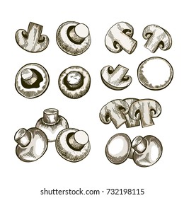 Champignon hand drawn set. Isolated vector illustration. Organic vegetarian product for restaurant menu or packaging. Edible mushroom