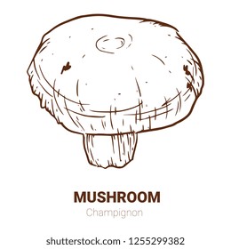 Champignon hand drawn vector illustration. Sketch mushroom  drawing isolated on white background. Organic vegetarian product. Great for menu, label, product packaging, recipe