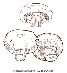 Champignon hand drawn vector illustration. Sketch mushroom  drawing isolated on white background. Organic vegetarian product. Great for menu, label, product packaging, recipe