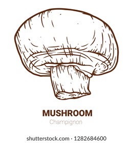 Champignon hand drawn vector illustration. Sketch mushroom  drawing isolated on white background. Organic vegetarian product. Great for menu, label, product packaging, recipe