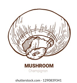 Champignon hand drawn vector illustration. Sketch mushroom  drawing isolated on white background. Organic vegetarian product. Great for menu, label, product packaging, recipe