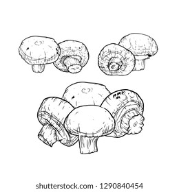 Champignon hand drawn vector illustration. Sketch mushroom  drawing isolated on white background. Organic vegetarian product. Great for menu, label, product packaging, recipe