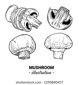 Champignon hand drawn vector illustration. Sketch mushroom  drawing isolated on white background. Organic vegetarian product. Great for menu, label, product packaging, recipe
