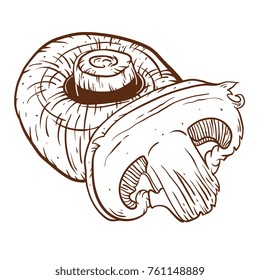 Champignon hand drawn vector illustration. Sketch mushroom  drawing isolated on white background. Organic vegetarian product. Great for menu, label, product packaging, recipe