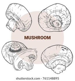 Champignon hand drawn vector illustration. Sketch mushroom  drawing isolated on white background. Organic vegetarian product. Great for menu, label, product packaging, recipe