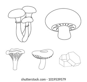 Champignon, honey, agarics, russula, chanterelle. set collection icons in outline style vector symbol stock illustration web.