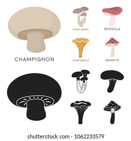 Champignon, honey, agarics, russula, chanterelle. set collection icons in cartoon,black style vector symbol stock illustration web.