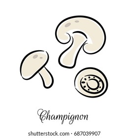 Champignon line icon doodle hand drawn vector. Vegetable mushroom outline isolated on white background.