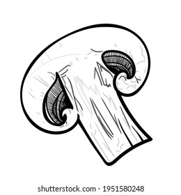 Champignon mushroom cut in half. Vector illustration, EPS 10. Linear drawing, sketch.