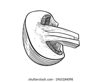 Champignon mushroom cut in half. Vector illustration, EPS 10. Linear drawing, sketch. Isolated on white background.