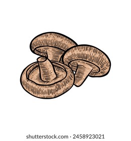 Champignon mushroom hand drawn illustration with color