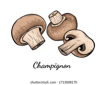 Champignon mushroom hand drawn vector illustration. Sketch style drawing isolated on white background with sliced pieces. Organic vegetarian object for menu, label, recipe, product packaging