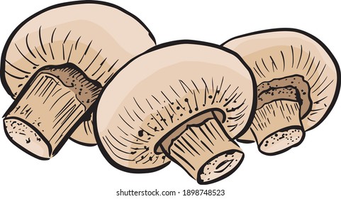 Champignon mushroom hand drawn vector illustration set. S