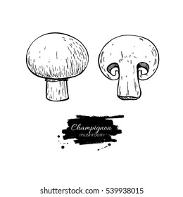 Champignon mushroom hand drawn vector illustration. Sketch food drawing isolated on white background. Organic vegetarian product. Great  for menu, label, product packaging, recipe