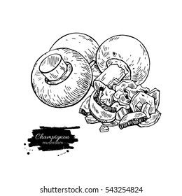 Champignon mushroom hand drawn vector illustration. Sketch food drawing isolated on white background of full and dryed mushroom . Organic vegetarian object. Great for menu, label, product packaging,