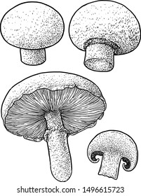 Champignon Mushroom Illustration, Drawing, Engraving, Ink, Line Art, Vector