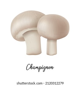 Champignon Mushroom on white background, natural food ingredient, realistic vector illustration