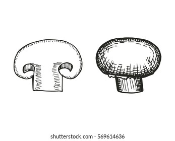 champignon mushroom sketch. vector illustration