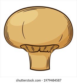 Champignon, mushroom. A vegetable in a linear style, drawn by hand. Food ingredient, design element.Color vector illustration with outline. Isolated on a white background.