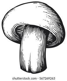 champignon mushroom - vintage engraved vector illustration (hand drawn style)