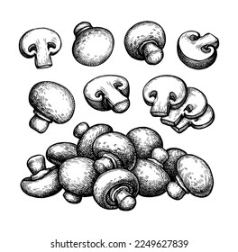 Champignon mushrooms big set. Hand drawn ink sketch isolated on white. Vintage style.