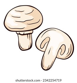 Champignon mushrooms in cartoon style. Agaricus hand drawn illustration. Vector illustration isolated on a white background.