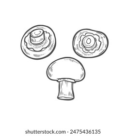 Champignon mushrooms line drawing vector isolated on white background.